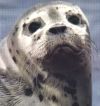 A cute seal.
