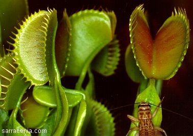 Dionaea muscipula, the Venus' flytrap