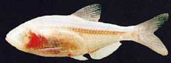 [Figure2.1.1 (blind cave fish, the Mexican tetra)]