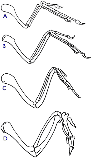 [Figure 3.1.1 (comparison of the forelimbs of a theropod dinosaur, dinosaur-bird intermediates, and a modern bird]