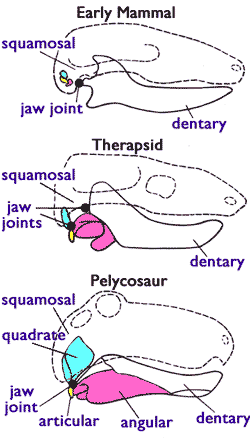 [Figure1.4.1 (cartoon of vertebrate jaws)]