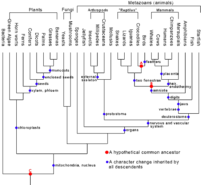 [Figure 1: A Consensus Phylogenety of All Life]